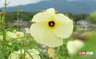 安仁：千亩黄蜀葵开出“致富花”